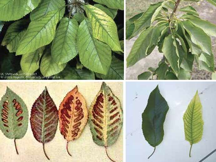 Θρέψη καλλιέργειας κερασιάς μέρος 2ο